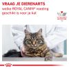 royal_canin mobility volwassen kat ondersteuning gewrichten hero image 10