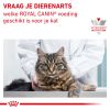 royal_canin gastrointestinal kitten tot 12 maanden kat spijsvertering hero image 10