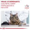 royal_canin gastrointestinal volwassen kat spijsverteringsproblemen hero image 10