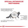 royal_canin gastrointestinal volwassen kat spijsverteringsproblemen hero image 8