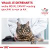 royal_canin gastrointestinal natvoer volwassen kat spijsverteringsproblemen hero image 10