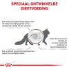 royal_canin fibre response volwassen kat ondersteuning spijsvertering hero image 8